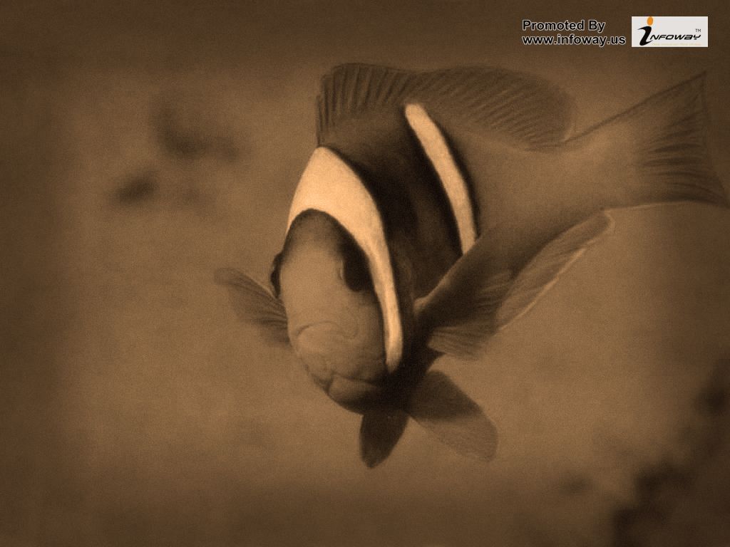 Coral Reef Fish - HD Wallpaper 