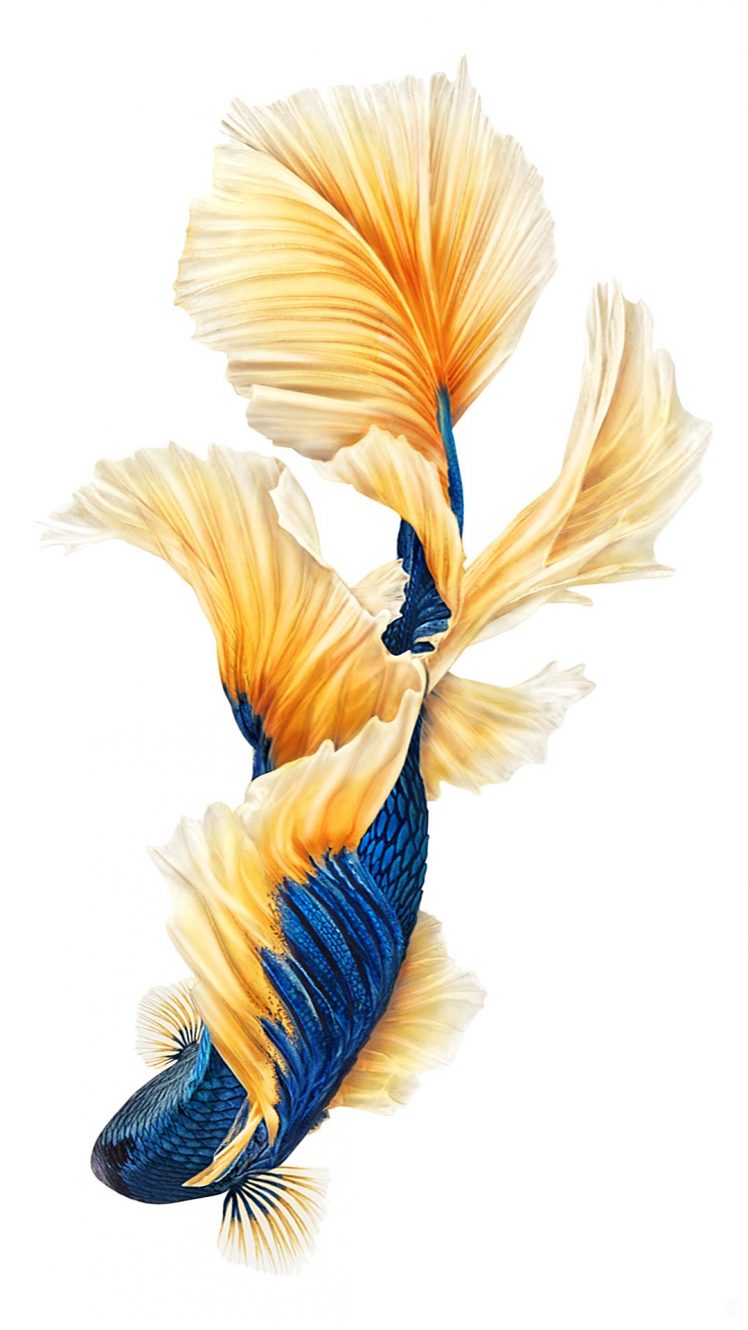 Hd Iphone 6 Plus - HD Wallpaper 
