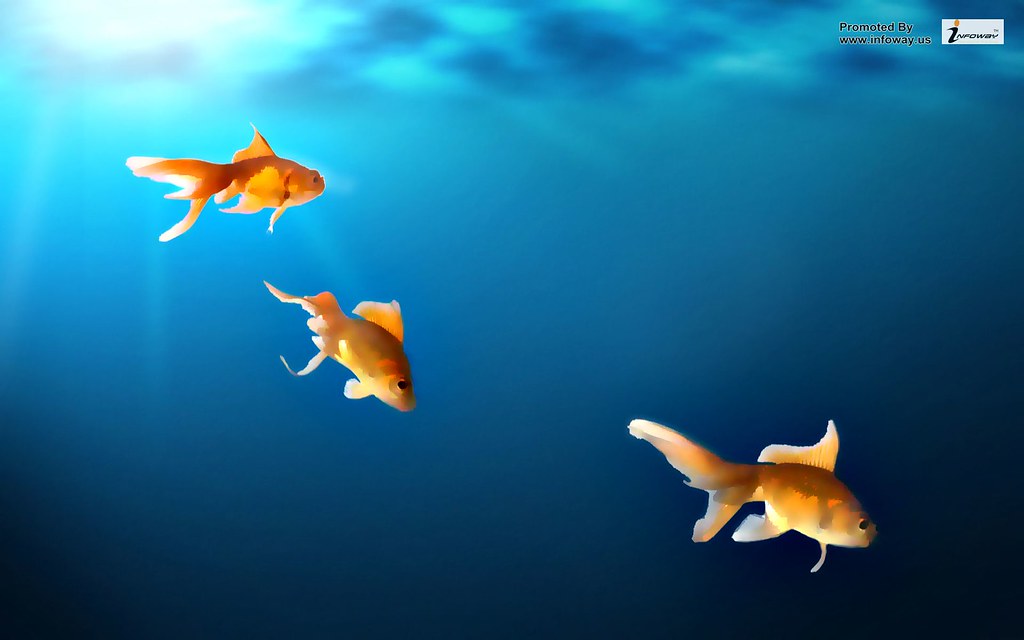 Coral Reef Fish - HD Wallpaper 