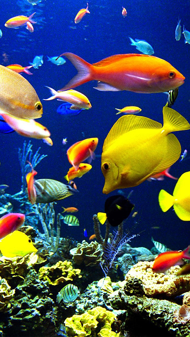 3d Aquarium Wallpaper For Iphone Image Num 47