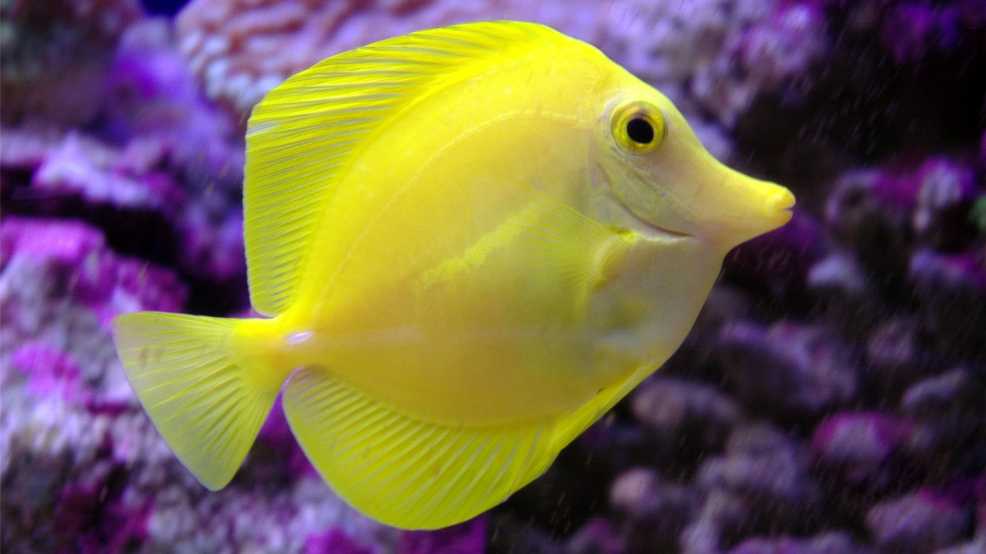 Yellow Tang Fish - HD Wallpaper 