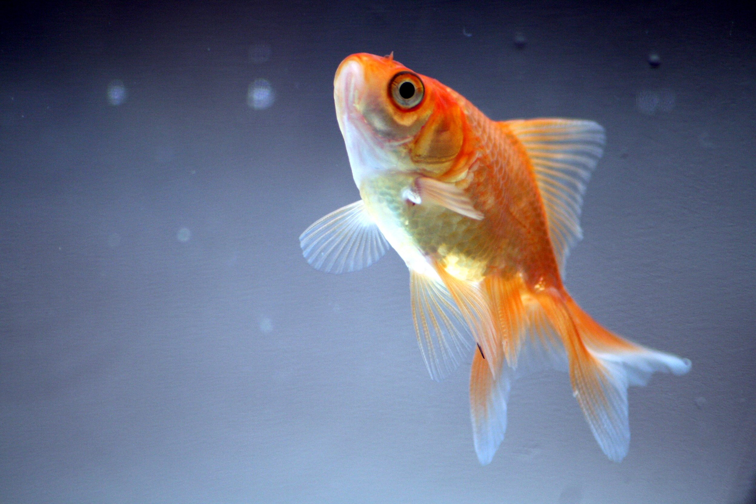 Funny Pictures Of Goldfish - HD Wallpaper 