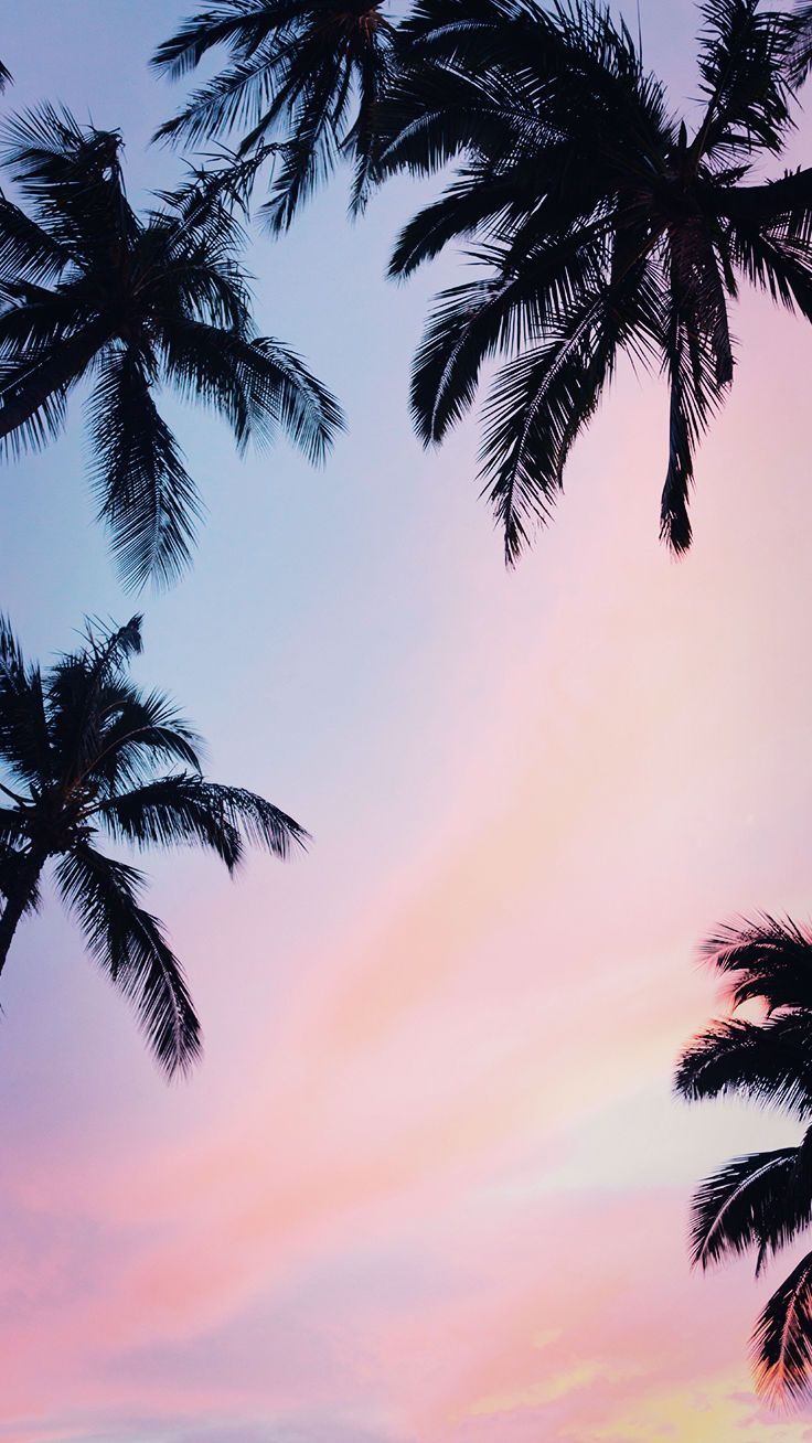 Iphone Wallpaper Palm Trees - HD Wallpaper 