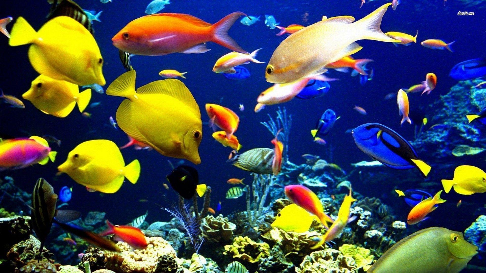 High Resolution Tropical Fish - HD Wallpaper 