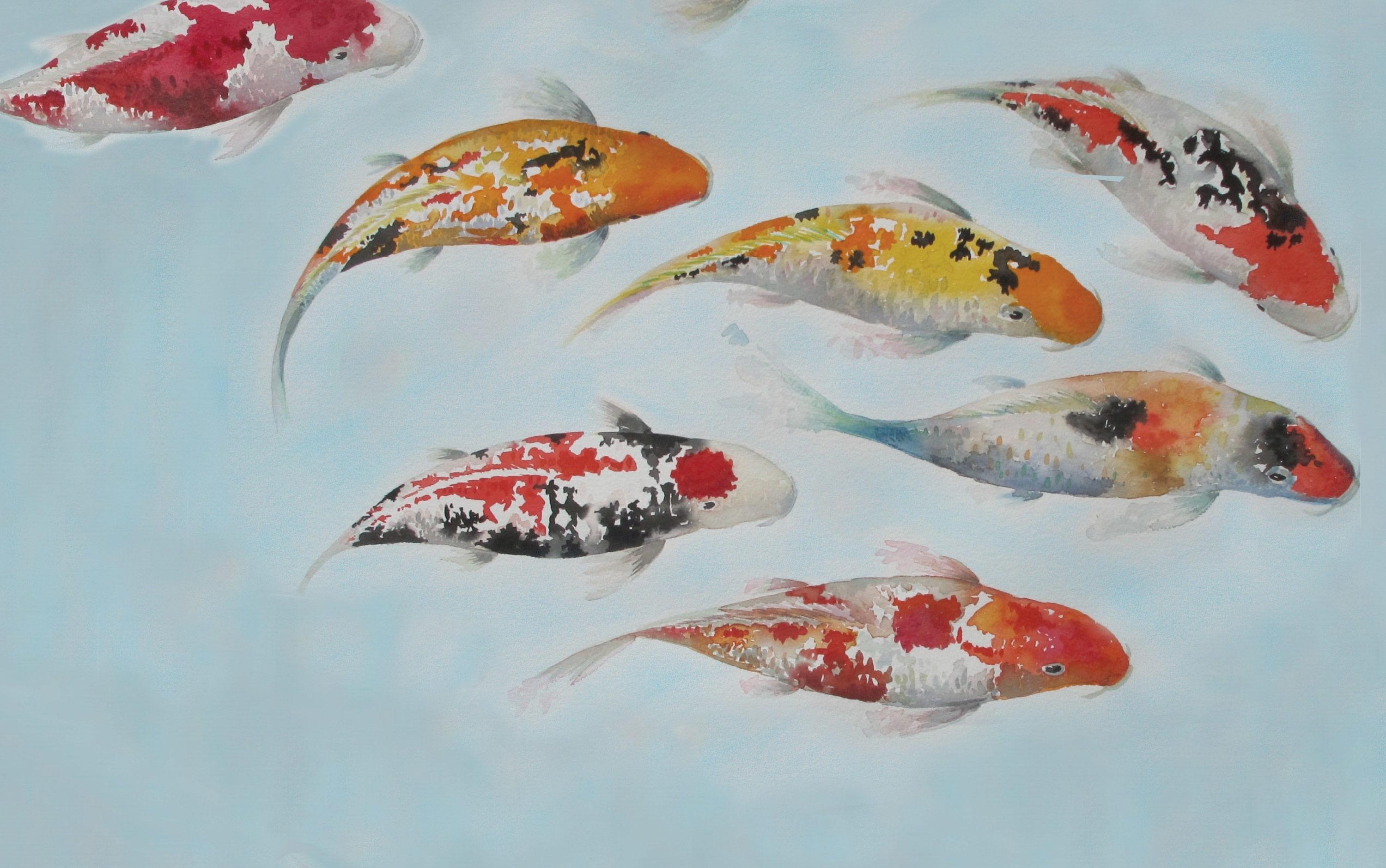 Koi Fish Wallpaper - Koi - HD Wallpaper 