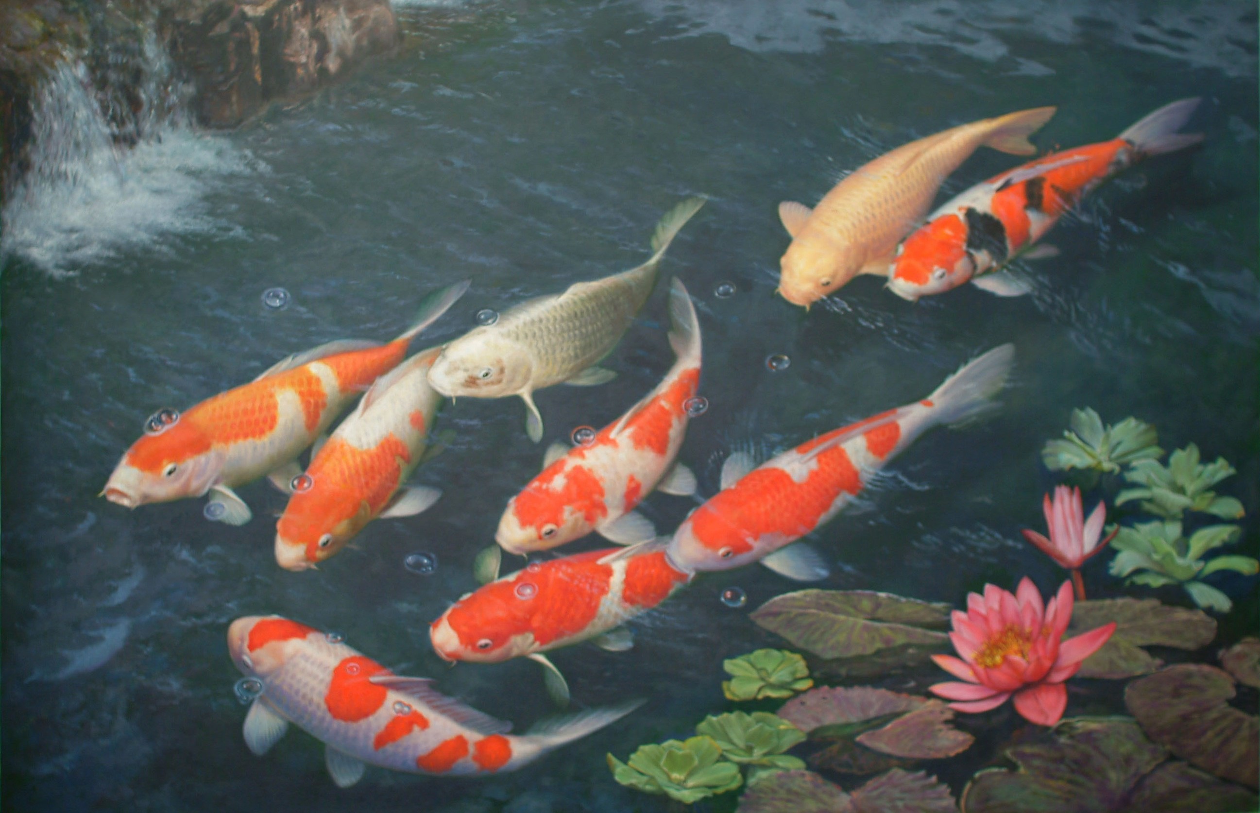 Koi Fish Wallpaper For Walls Koi Fish Wallpaper Free - Koi Fish 4k - HD Wallpaper 