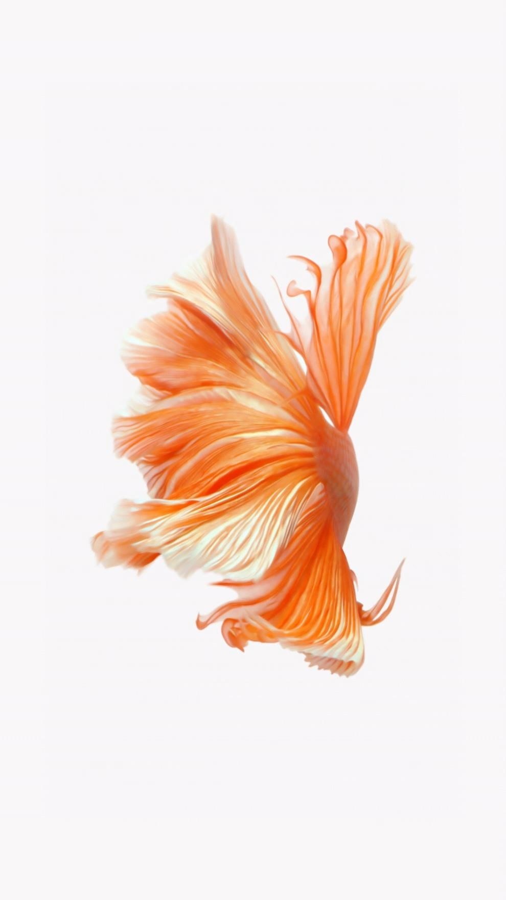 How To Get Apple S Live Fish Wallpapers Back On Your - Papel De Parede De Iphone Peixe - HD Wallpaper 