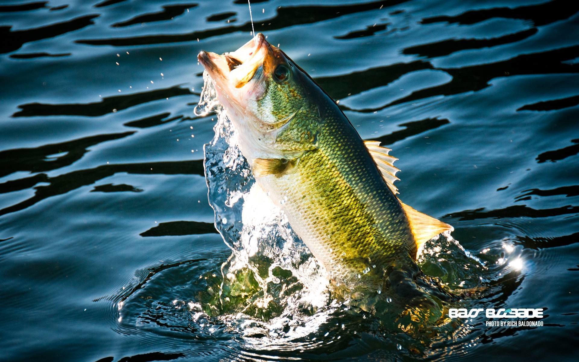 Bass Fish Wallpaper - Bass Fish Background - HD Wallpaper 