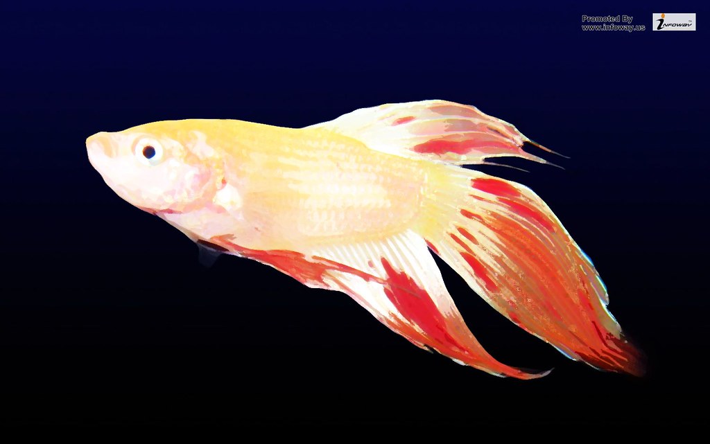 Betta Splendens - HD Wallpaper 