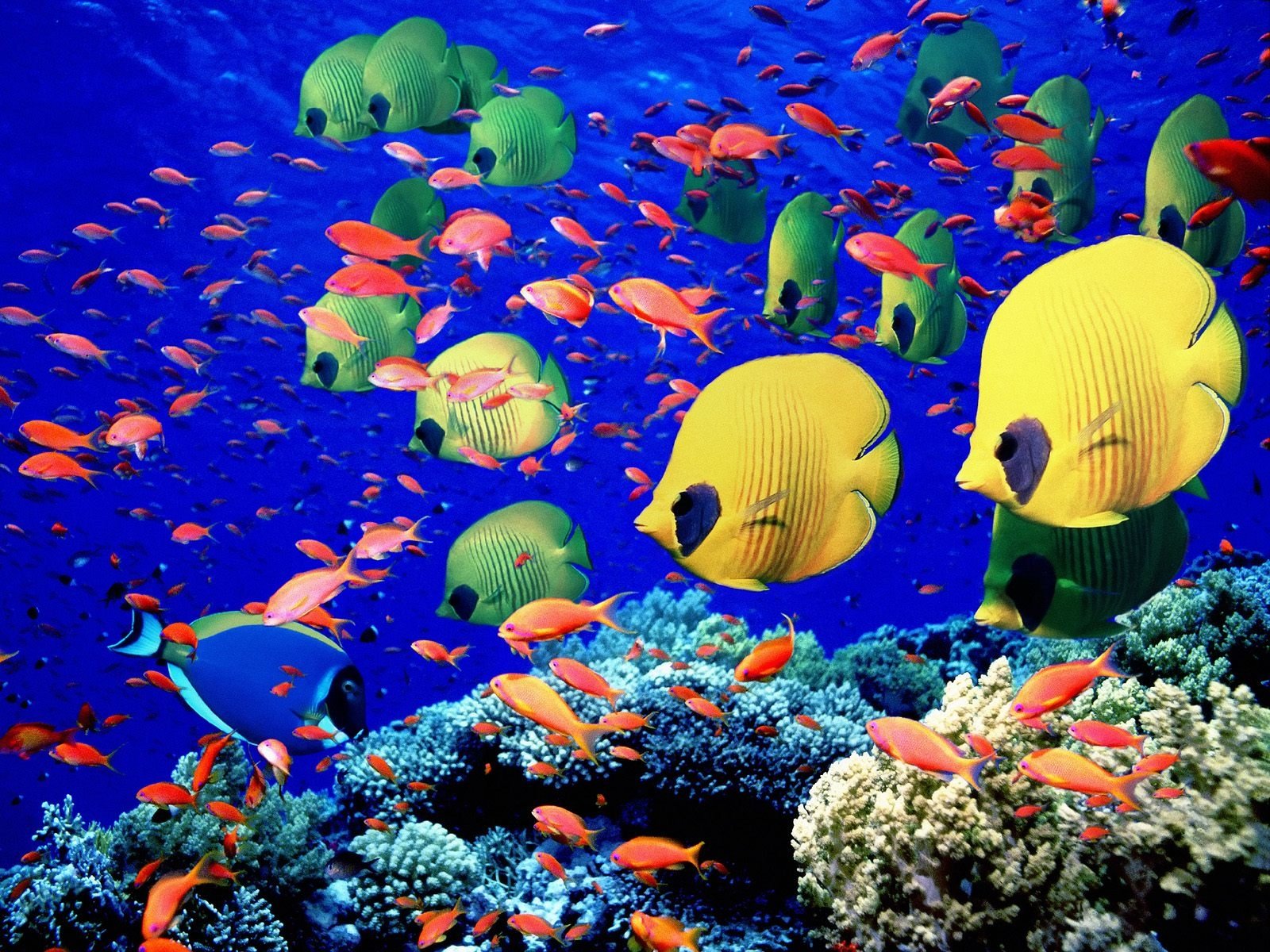 Egypt Coral Reef - HD Wallpaper 