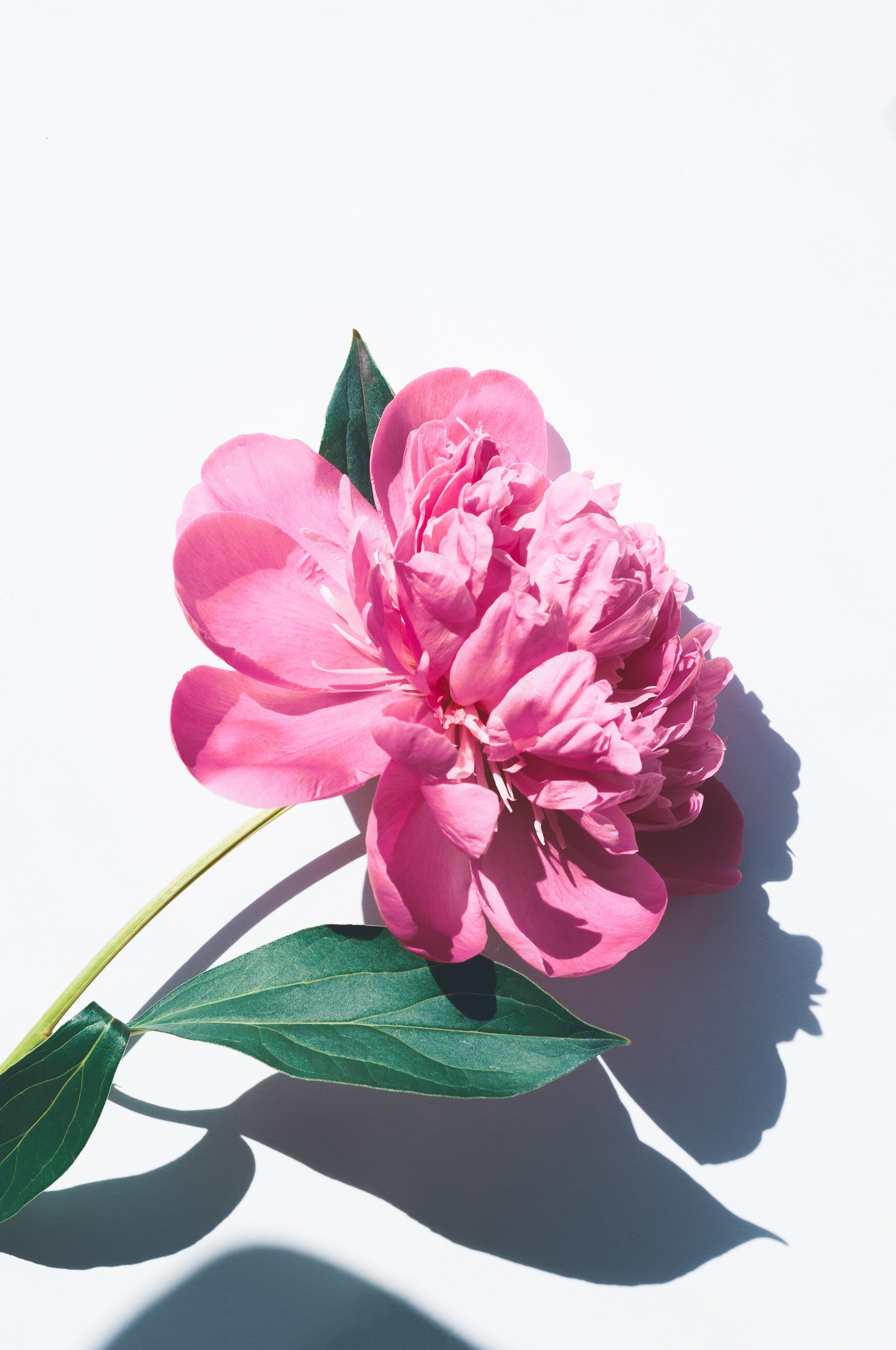 High Resolution Peony Flower - HD Wallpaper 