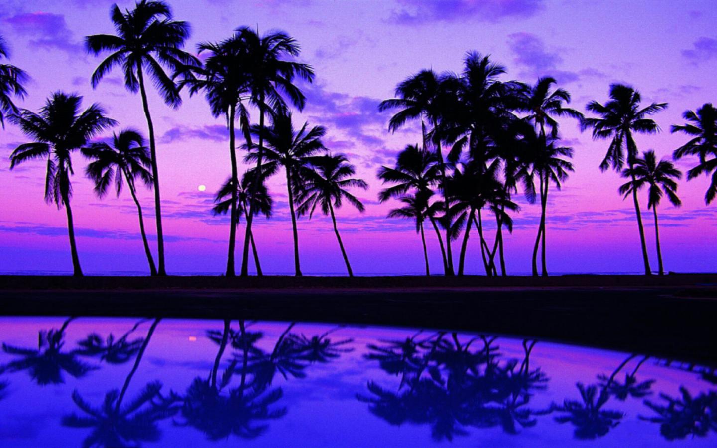 Really Pretty Wallpapers - Palm Trees Purple - HD Wallpaper 
