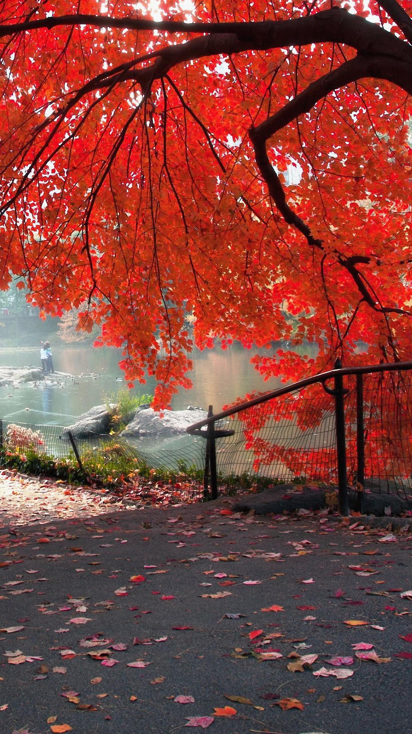 Red Autumn Tree Iphone 6 Wallpapers Hd - Hd Quality Wallpaper For Mobile - HD Wallpaper 