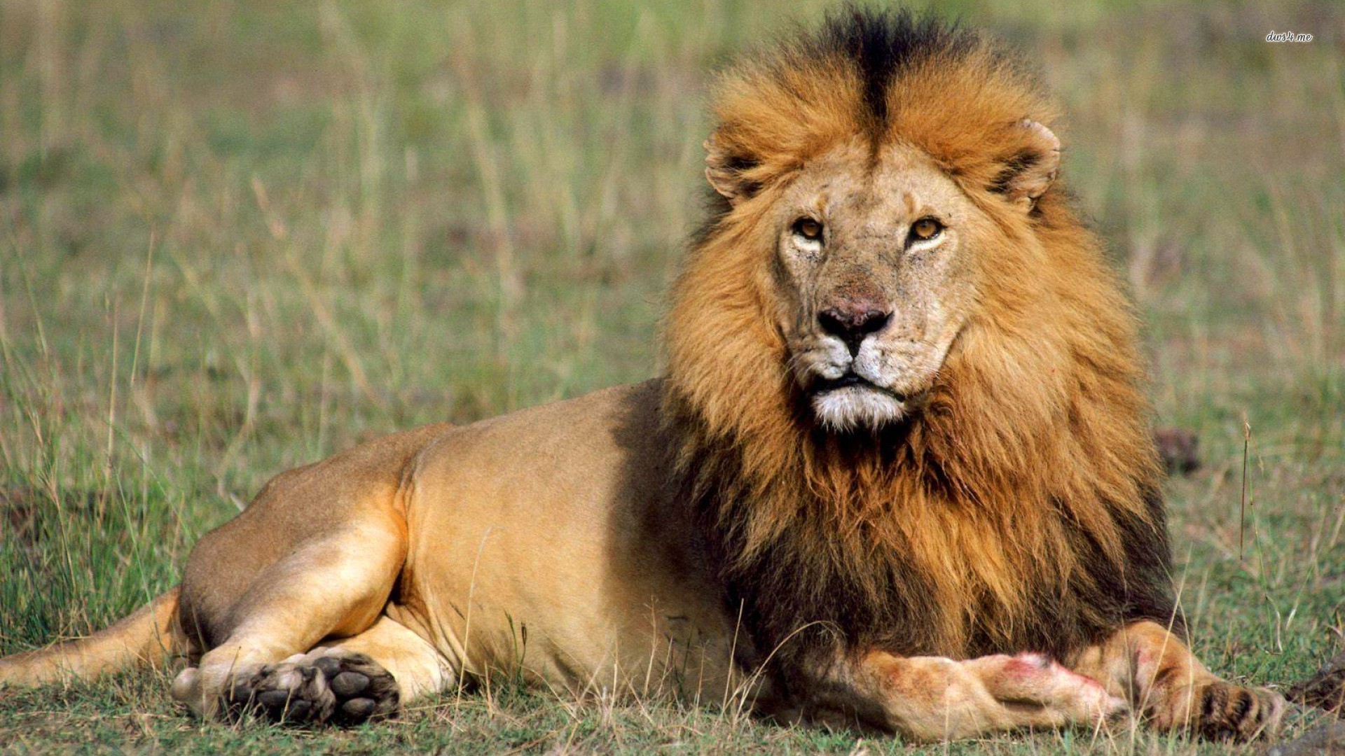 African Lion - HD Wallpaper 