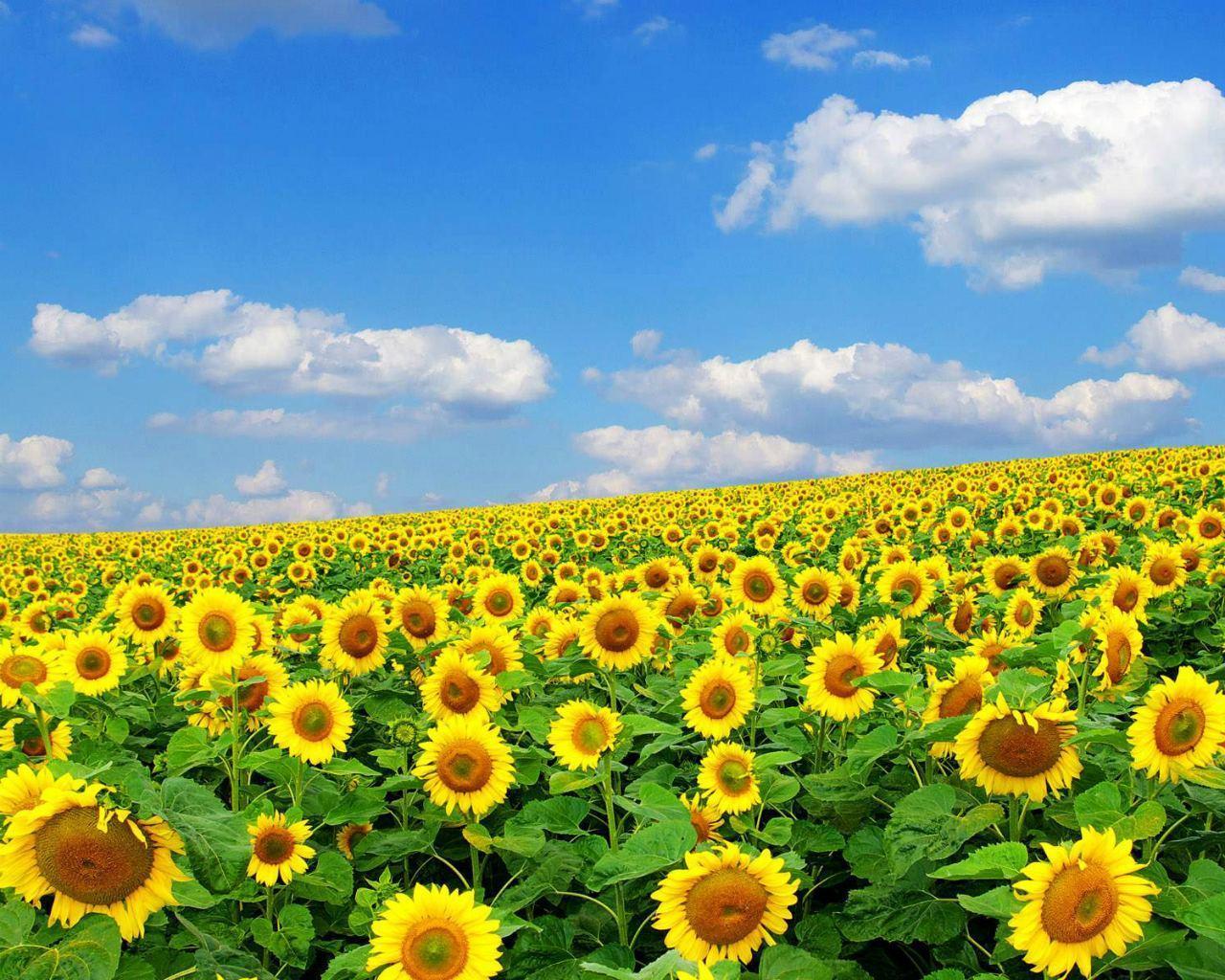 Flowers Wallpapers Desktop Backgrounds Full Screen - Desktop Backgrounds Flowers Sunflower - HD Wallpaper 