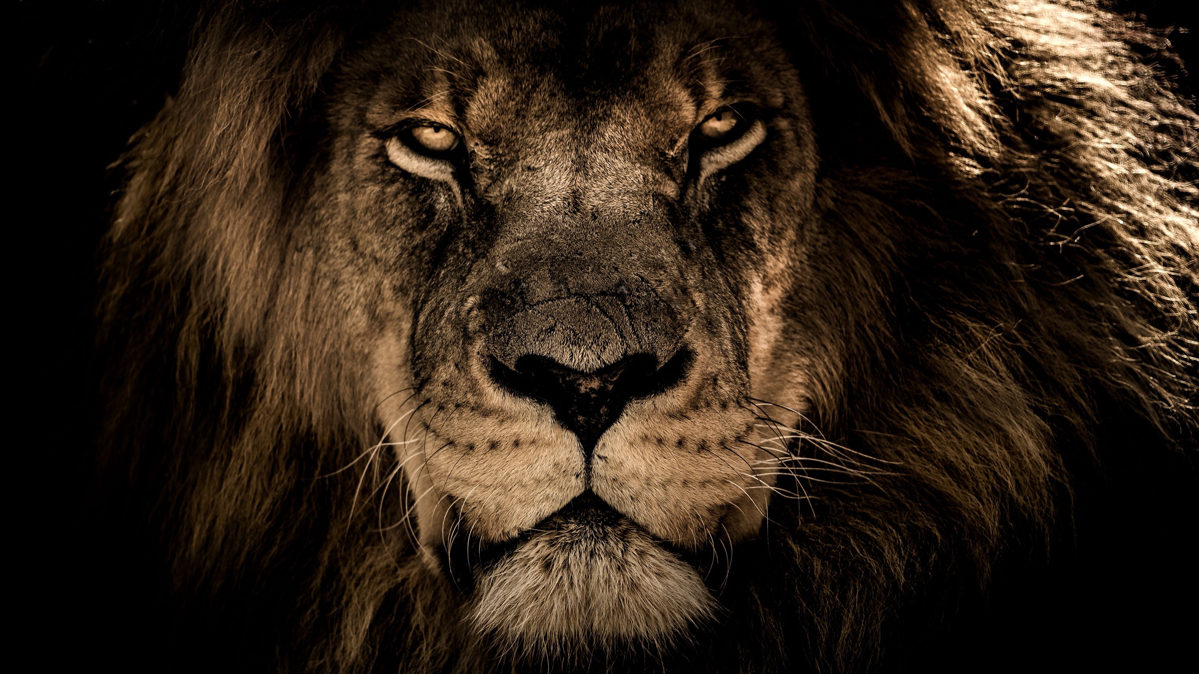 Download Wallpaper Lion, Muzzle, Mane, Predator, Look - Lion Wallpaper 4k - HD Wallpaper 