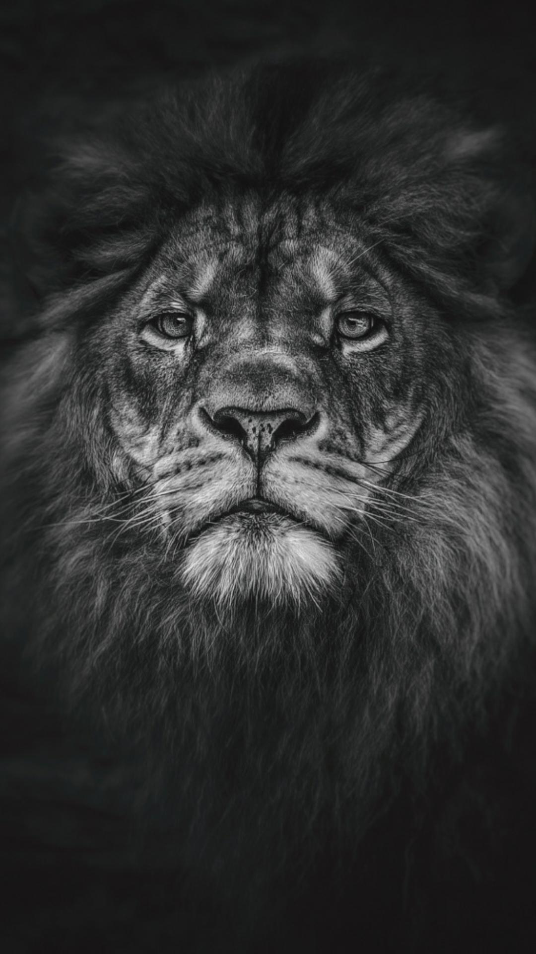 Lion Wallpaper Hd For Iphone - HD Wallpaper 