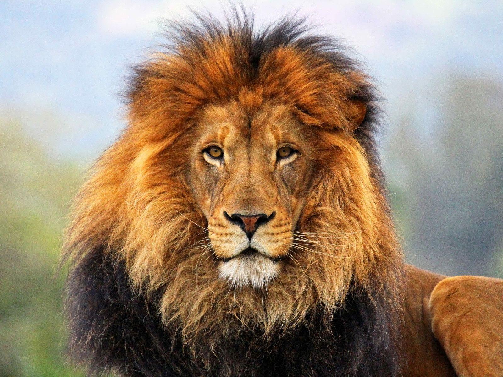 764 Lion Wallpapers - Wildlife Heritage Foundation - HD Wallpaper 