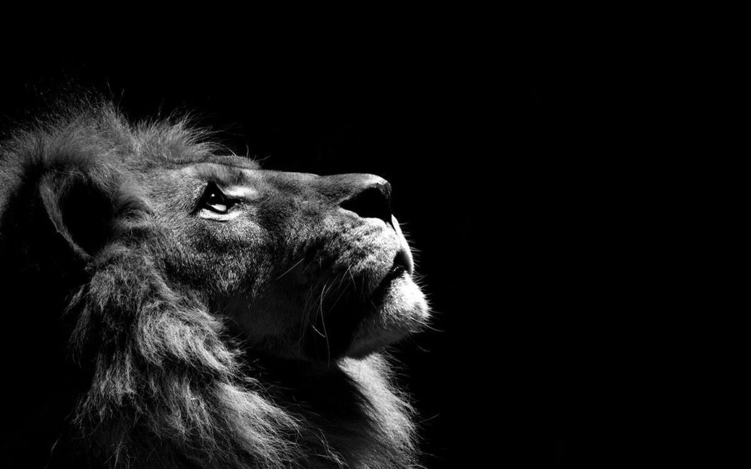 Beautiful Lion Wallpaper - Desktop Backgrounds Lion - HD Wallpaper 