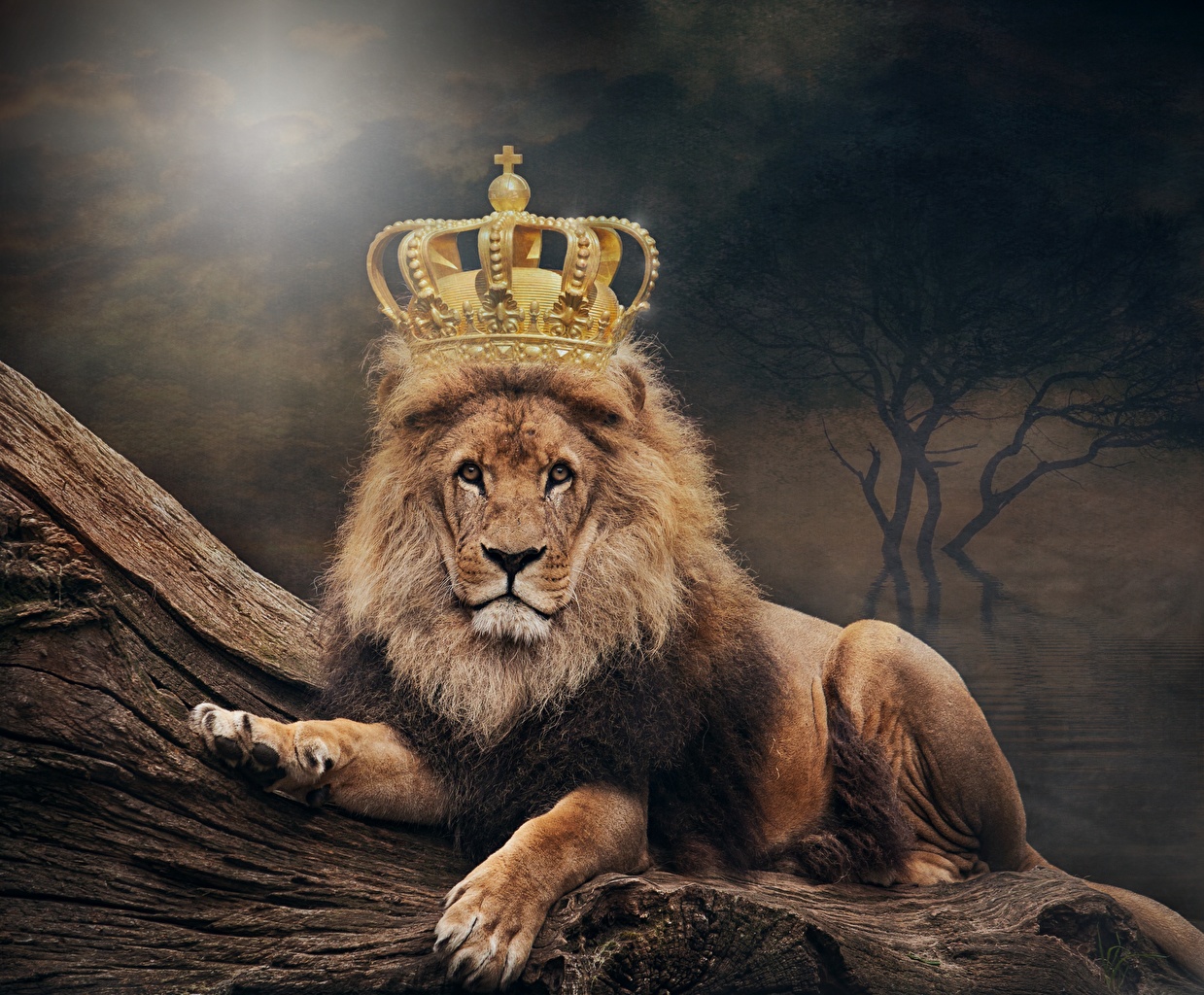 King Lion - HD Wallpaper 