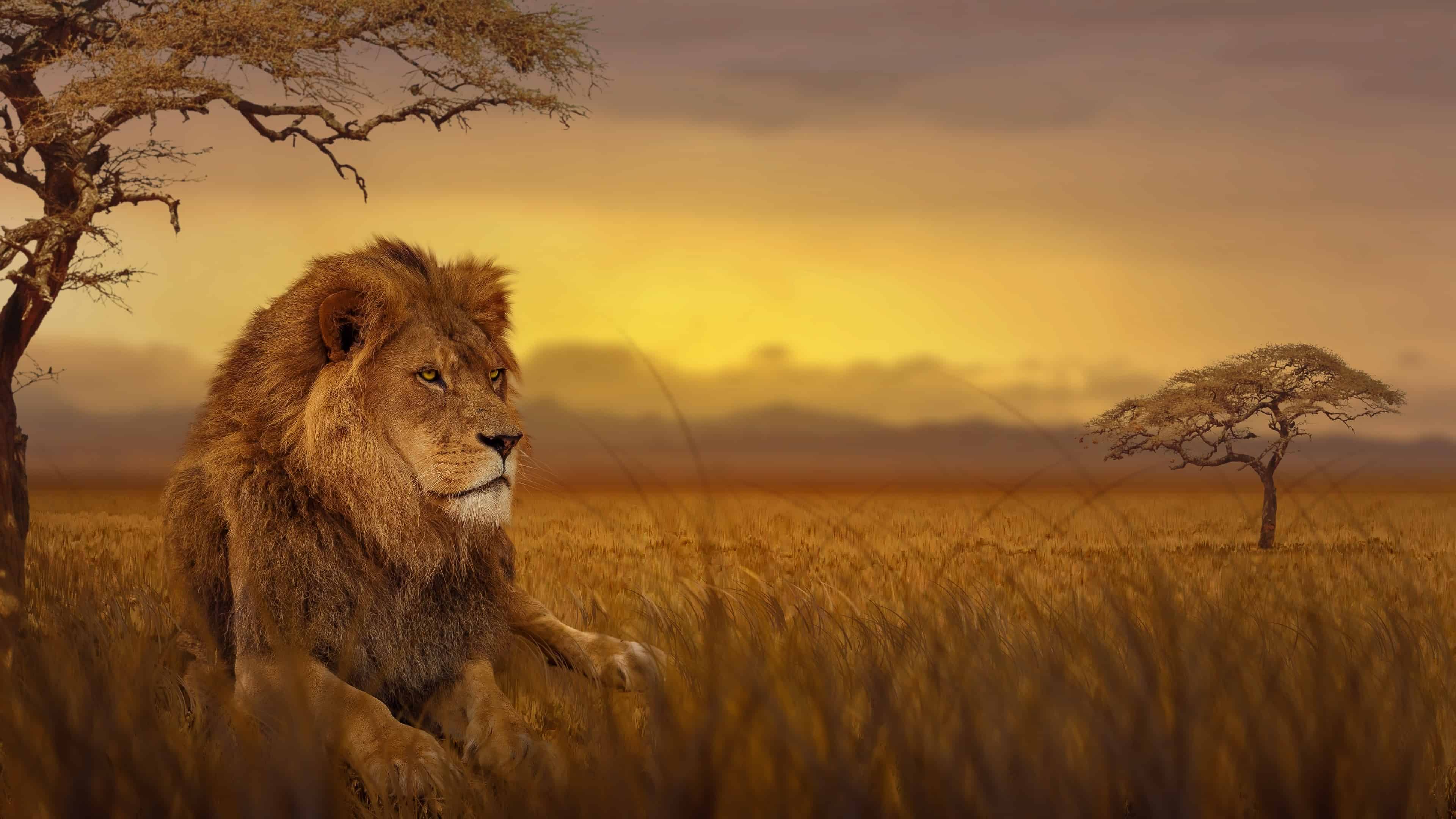 Lion African Savannah Uhd 4k Wallpaper - Lion On Savanna - HD Wallpaper 