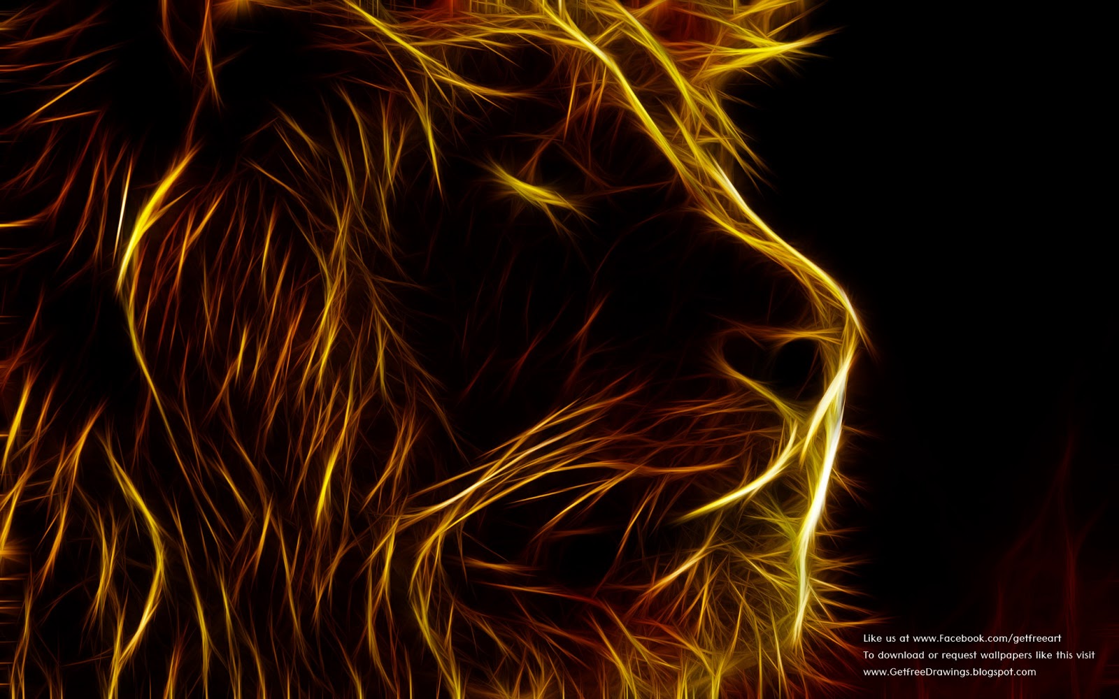 Lion - HD Wallpaper 