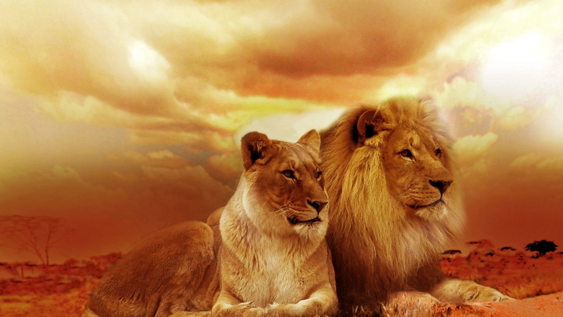 Love Lion - 1920x1080 Wallpaper Love Lion - 1920x1080 Wallpaper