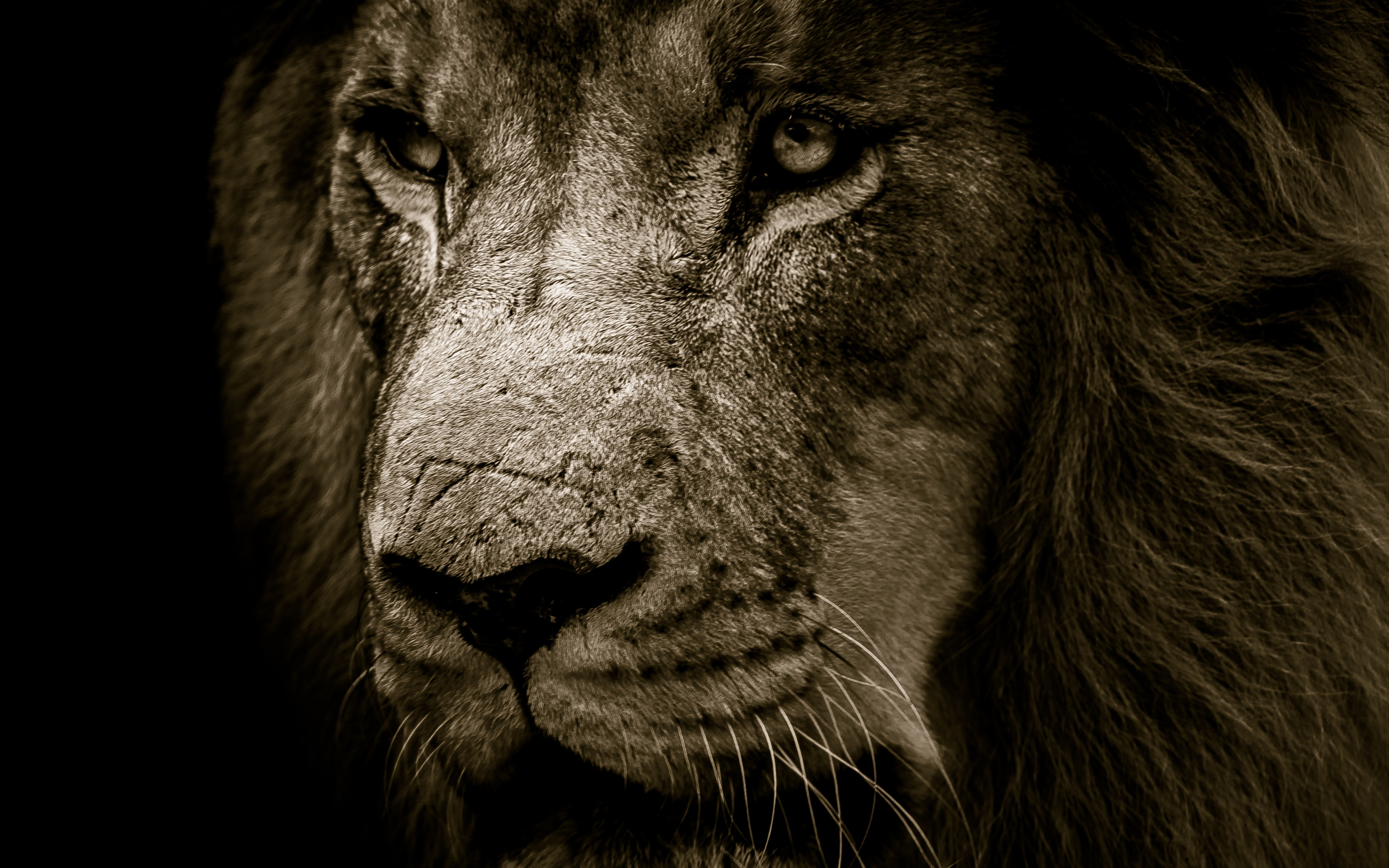 Lion, Fur, Muzzle, Predator, Wallpaper - 4k Ultra Lion Wallpaper 4k - 3840x2400 Wallpaper Lion, Fur, Muzzle, Predator, Wallpaper - 4k Ultra Lion Wallpaper 4k - 3840x2400 Wallpaper