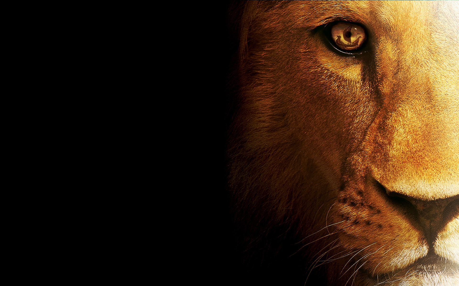 3d Lion Wallpaper - Lion Wallpaper Hd For Pc - HD Wallpaper 