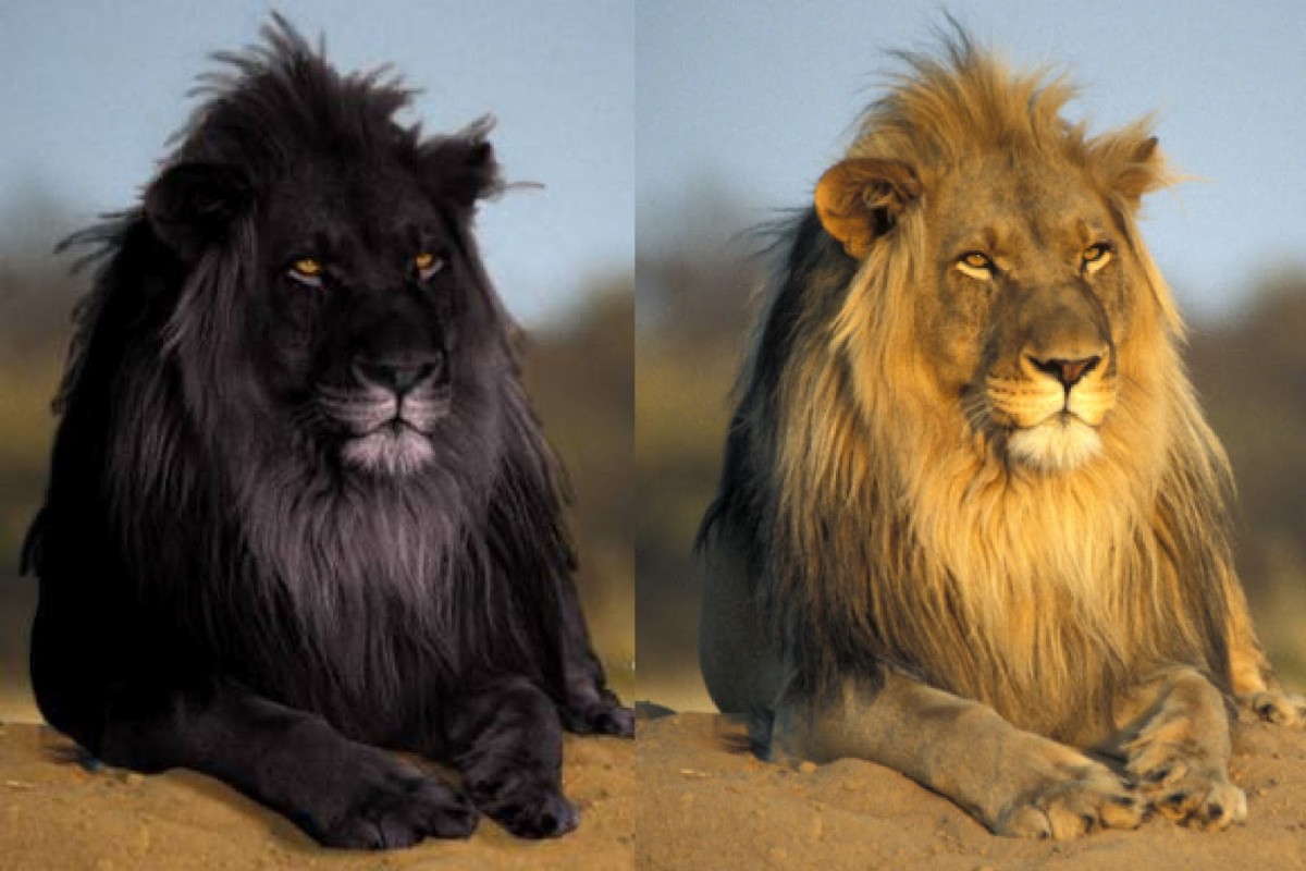 Wonderful Black Lion And Tawny Original Full Hd Wallpaper - Rare Black Lion - HD Wallpaper 