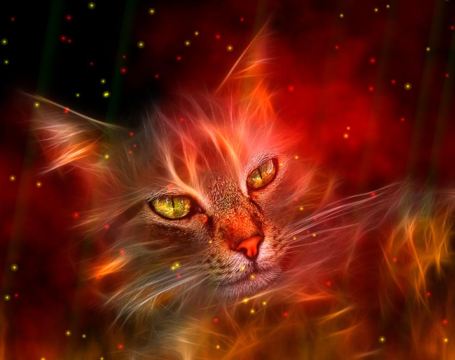 Fire Element Animated Wallpaper - Cat Wallpapers Hd - HD Wallpaper 