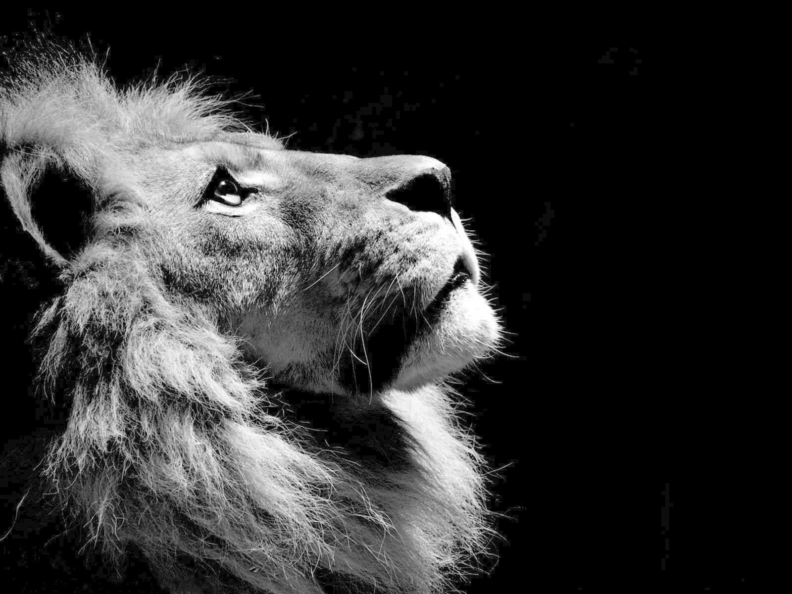 Black White Lion Wallpapers Pictures Tattoos Frauen - Lion Wallpaper Black And White - HD Wallpaper 