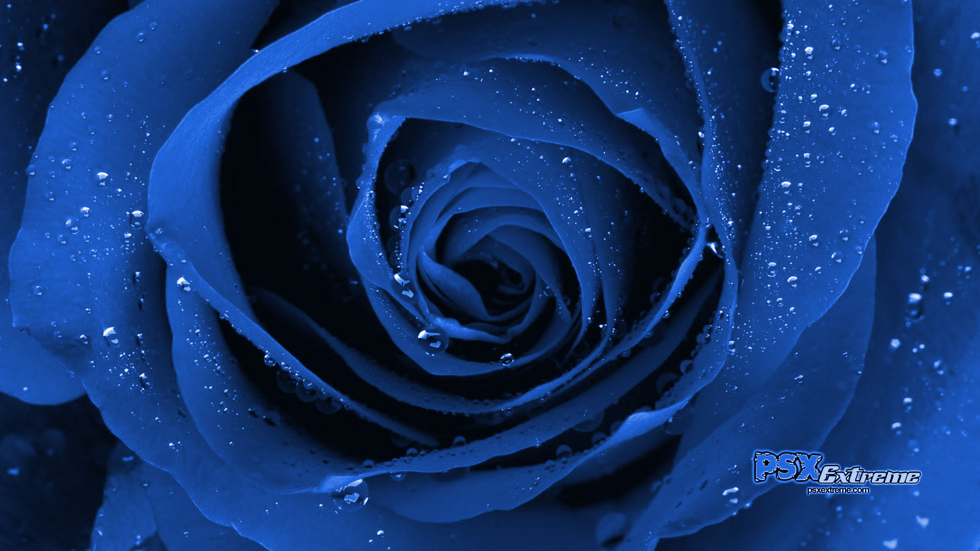 Beautiful Blue Flowers - HD Wallpaper 