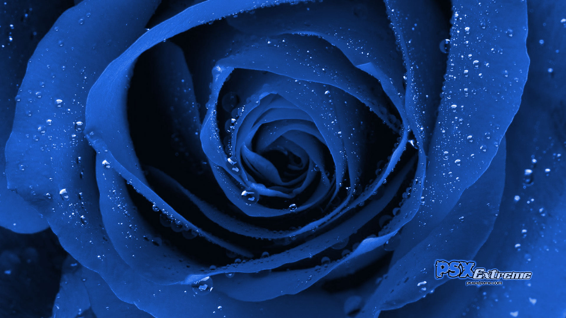 Beautiful Blue Flowers 1920x1080 Wallpaper teahub.io