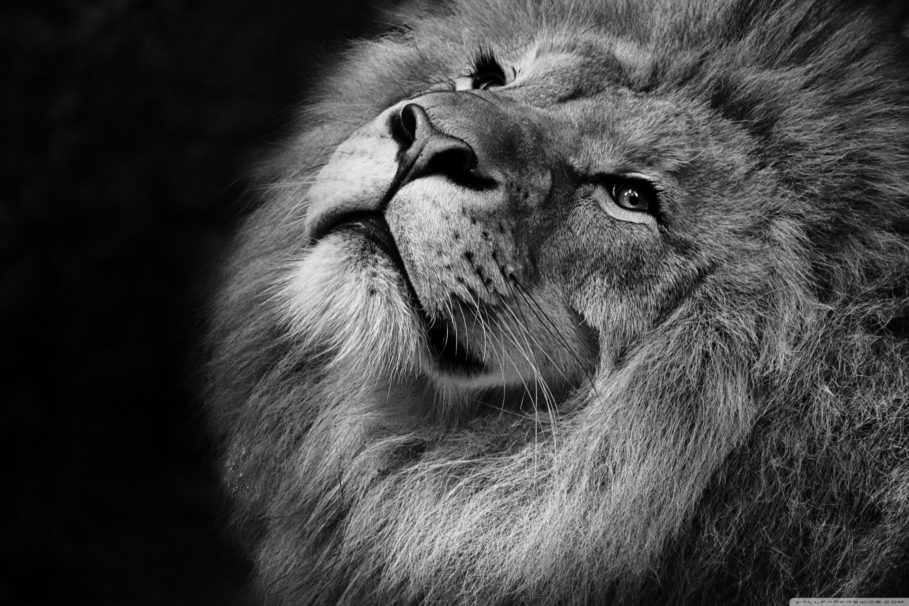Beautiful Pictures Of Lion - HD Wallpaper 