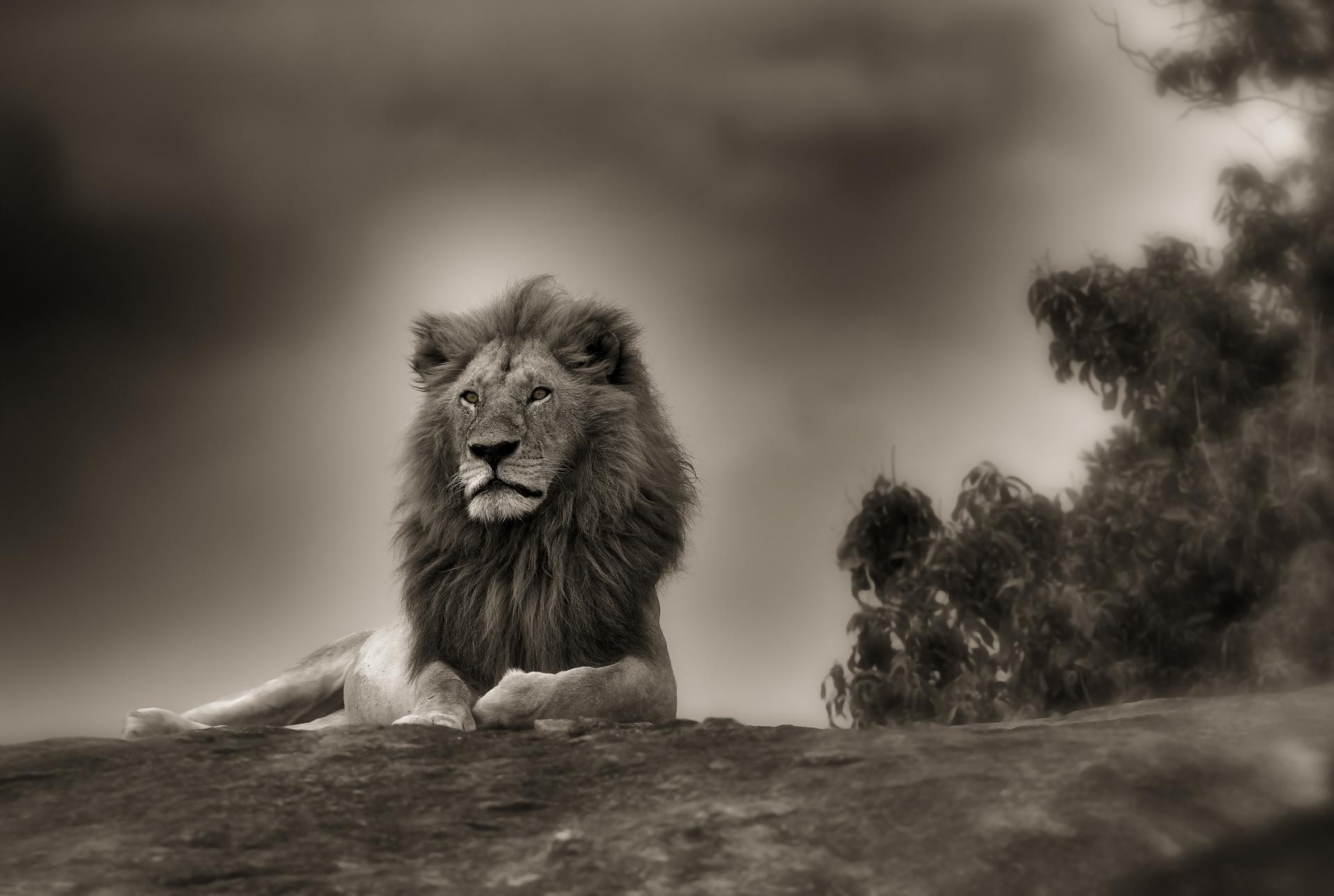 Lion Wallpaper - Lion Cover Pic For Facebook - 1920x1290 Wallpaper