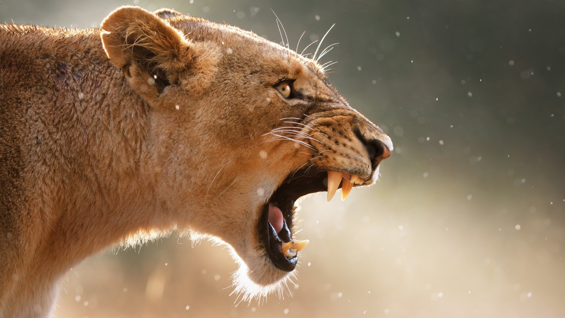 Angry Female Lion Wallpaper - Angry Female Lion - HD Wallpaper 