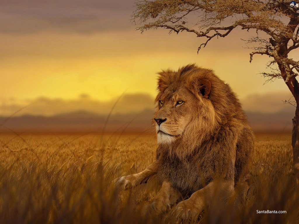 Lions - Lion Sitting Under A Tree - HD Wallpaper 