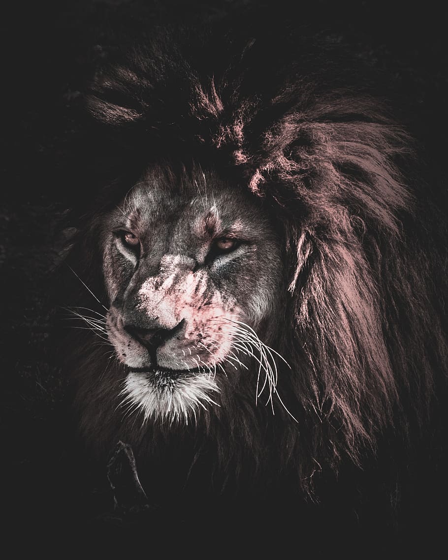 Lion With Broken Heart - HD Wallpaper 