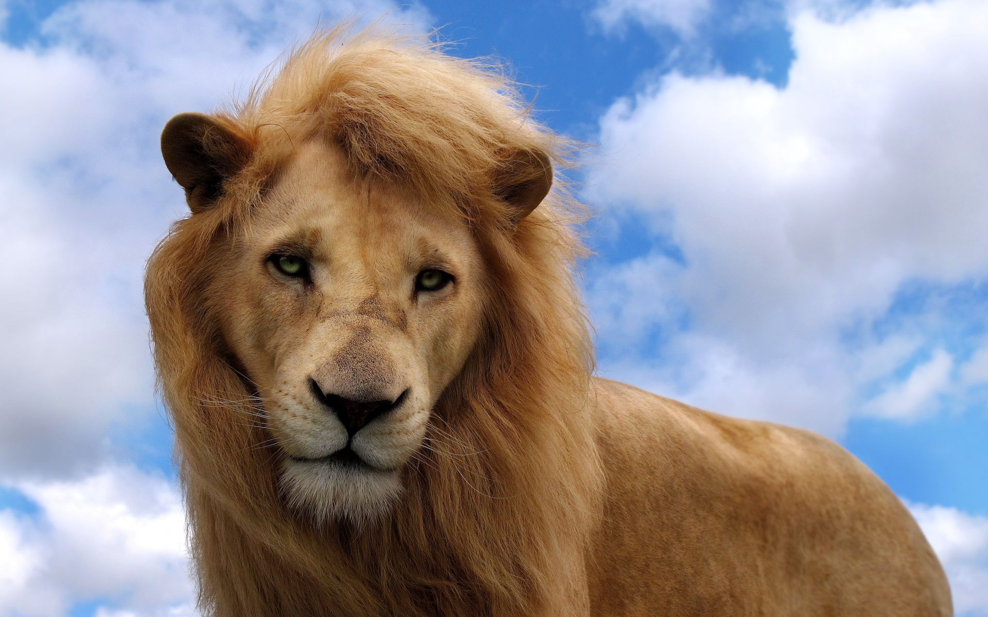 Lion 031 Wallpaper - 3d Wallpaper Iphone 8 Lion - 1920x1200 Wallpaper - Lion 031 Wallpaper - 3d Wallpaper Iphone 8 Lion - 1920x1200 Wallpaper -