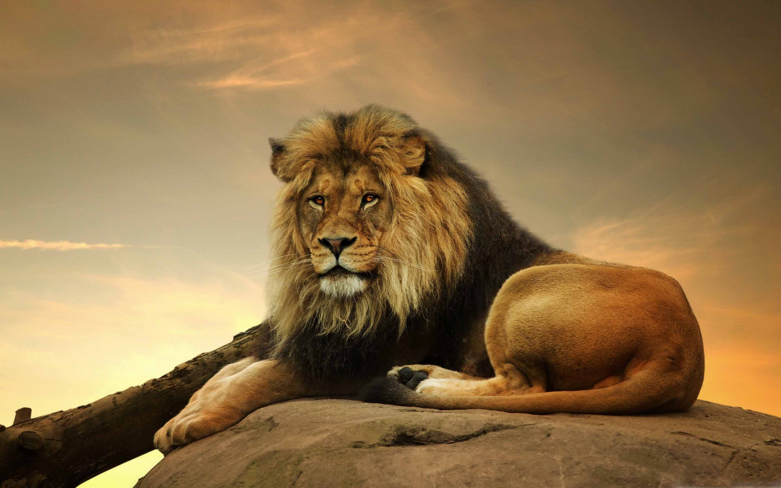 Male Lion Wallpaper Hd - HD Wallpaper 