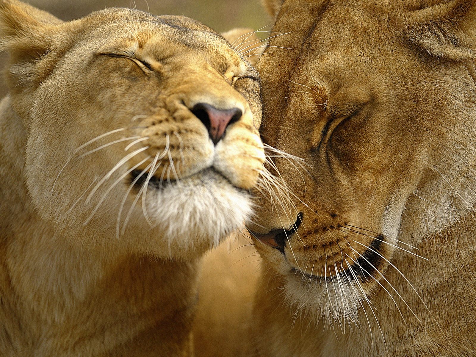 Fulfilling Relationships - HD Wallpaper 