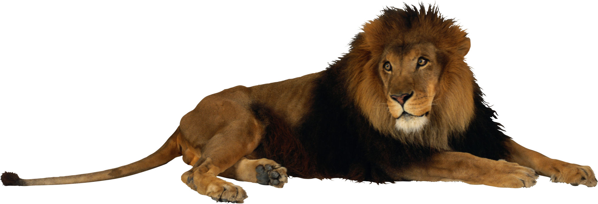 Clip Art Pack - Sitting Lion Png - HD Wallpaper 