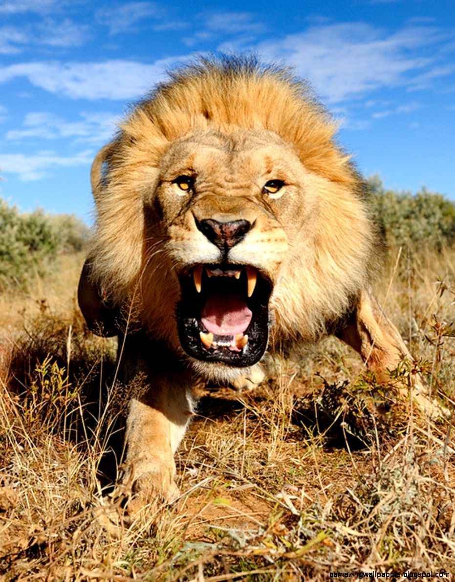 Roaring Lion Wallpaper Hd 1080p - 1080p Lion Images Hd - HD Wallpaper 