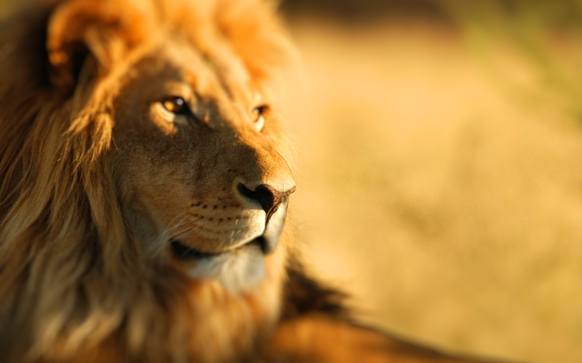 King Lion Wallpaper - African Lions - HD Wallpaper 