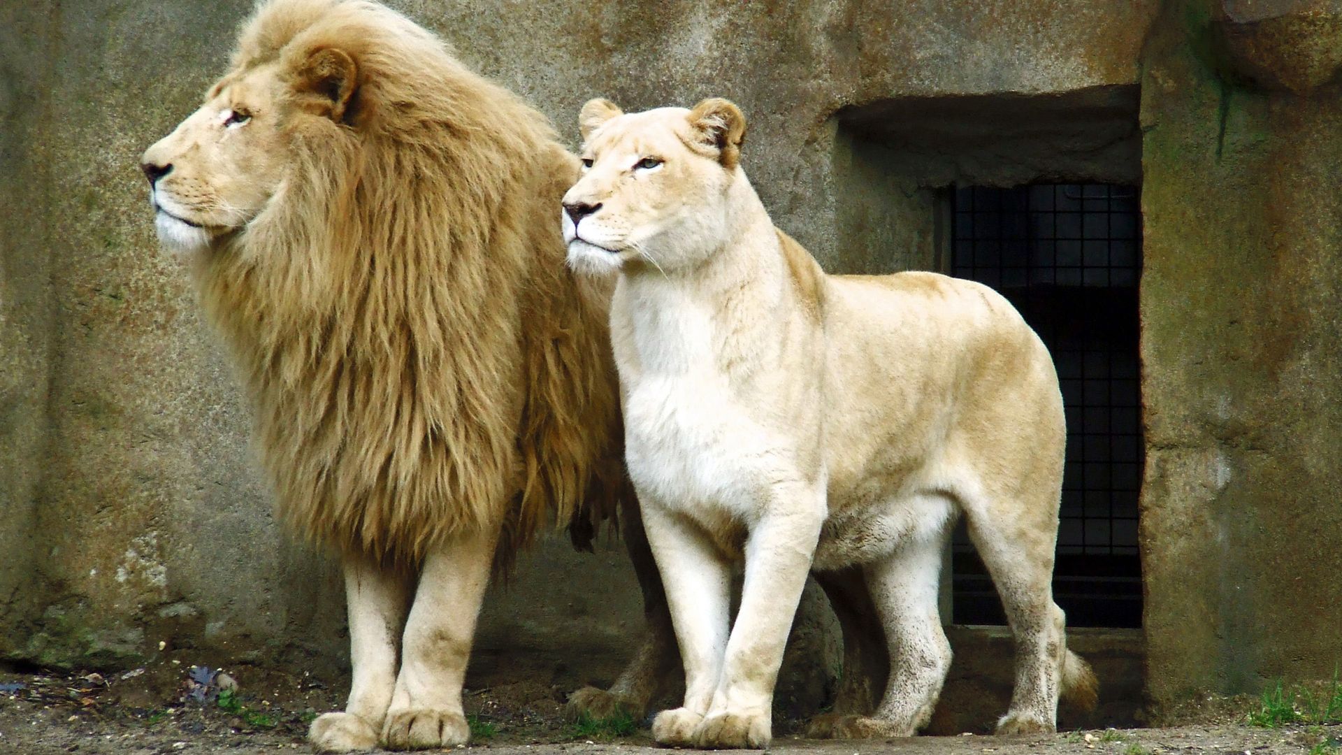Male And Female Lion - Lion And Lioness Art - HD Wallpaper 