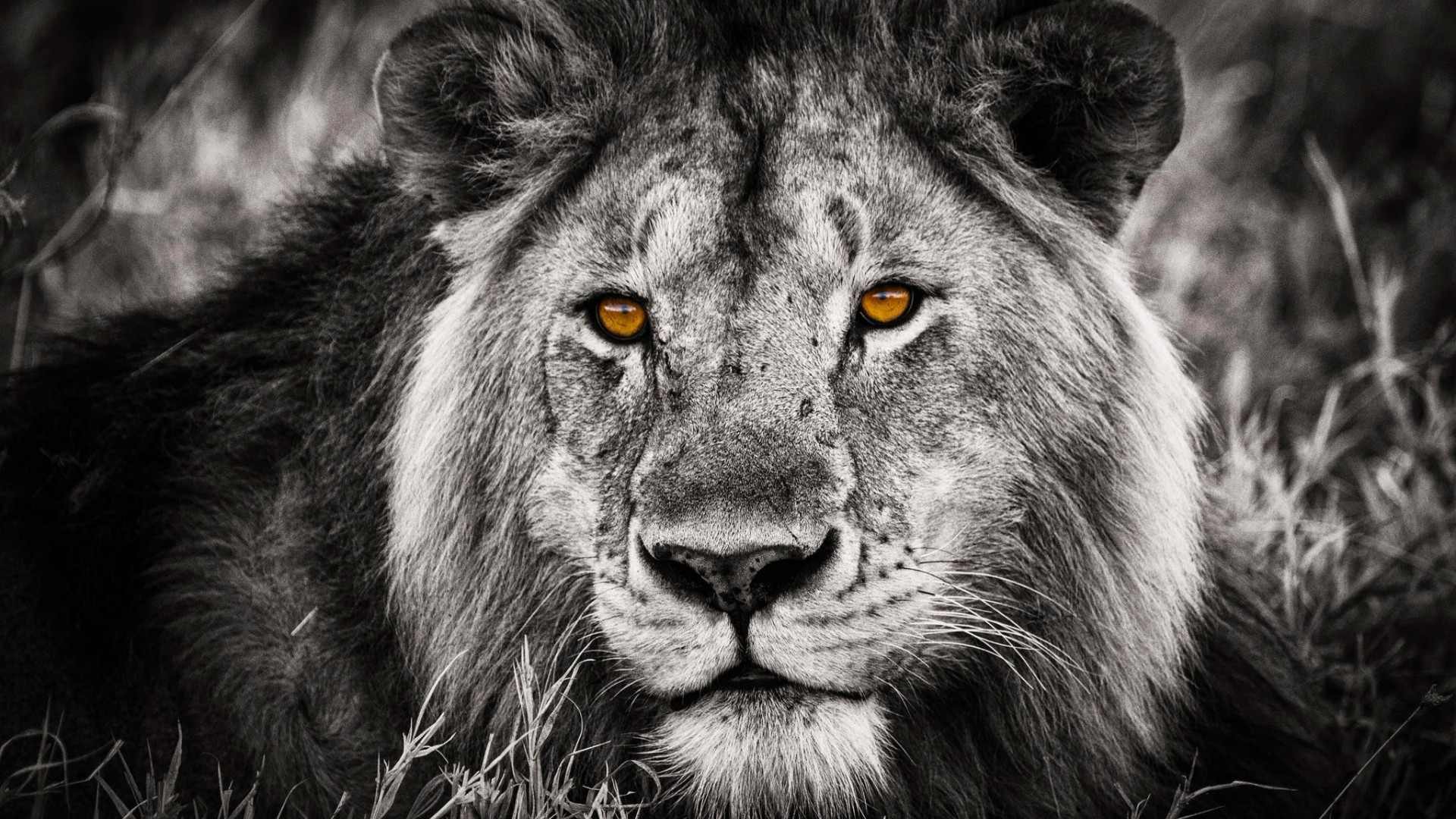 Lions Hd Wallpapers 1080p - HD Wallpaper 