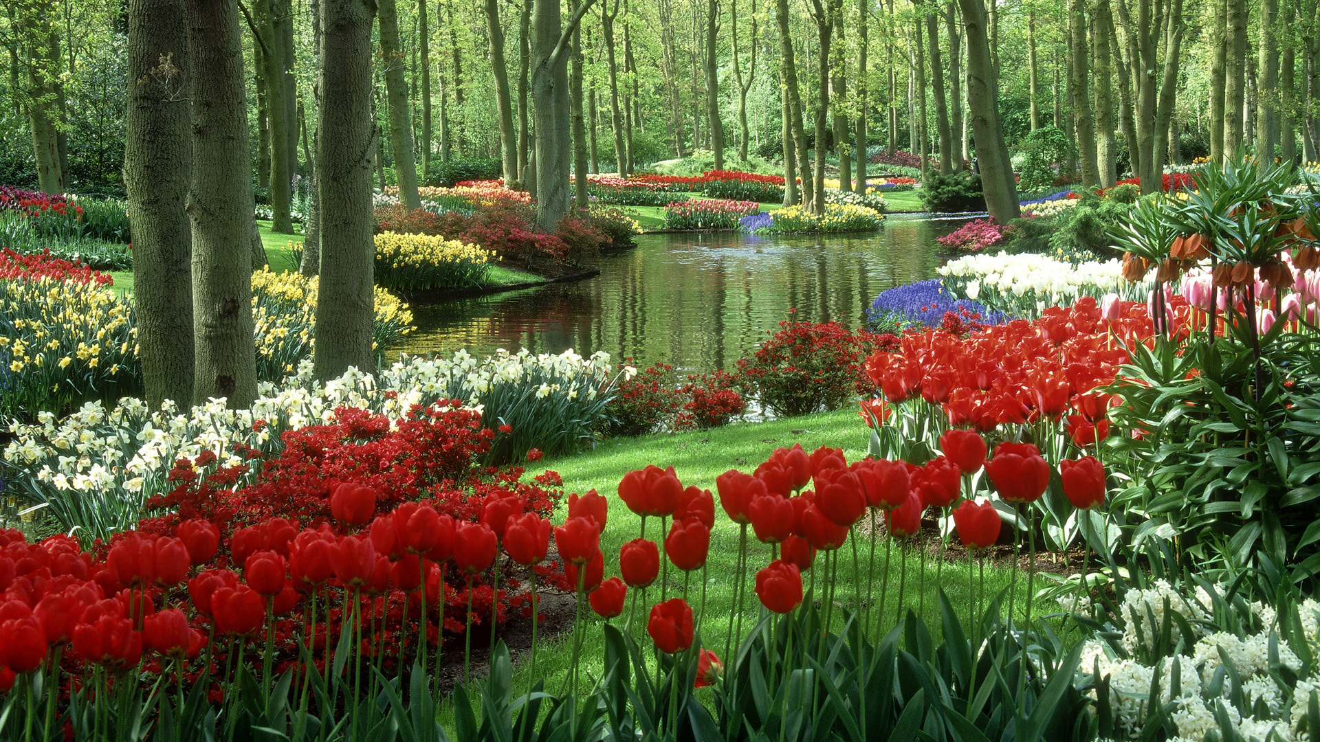 Man Made Garden Tulips Spring Nature Wallpaper - Natural Beautiful Flowers Hd - HD Wallpaper 