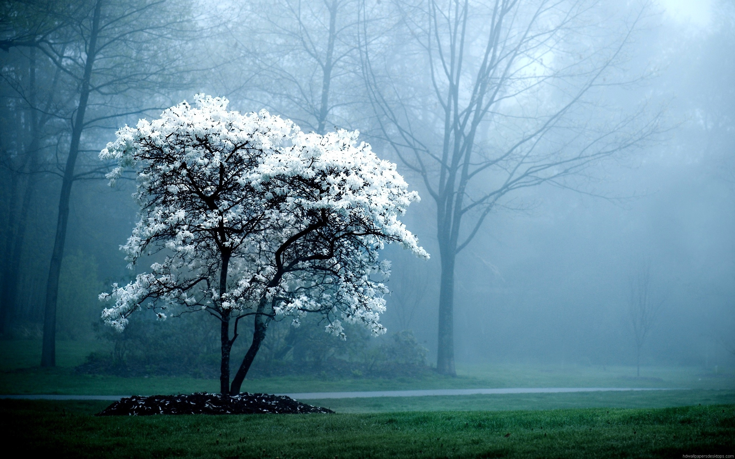 Desktop Background - 2560x1600 Wallpaper Desktop Background - 2560x1600 Wallpaper