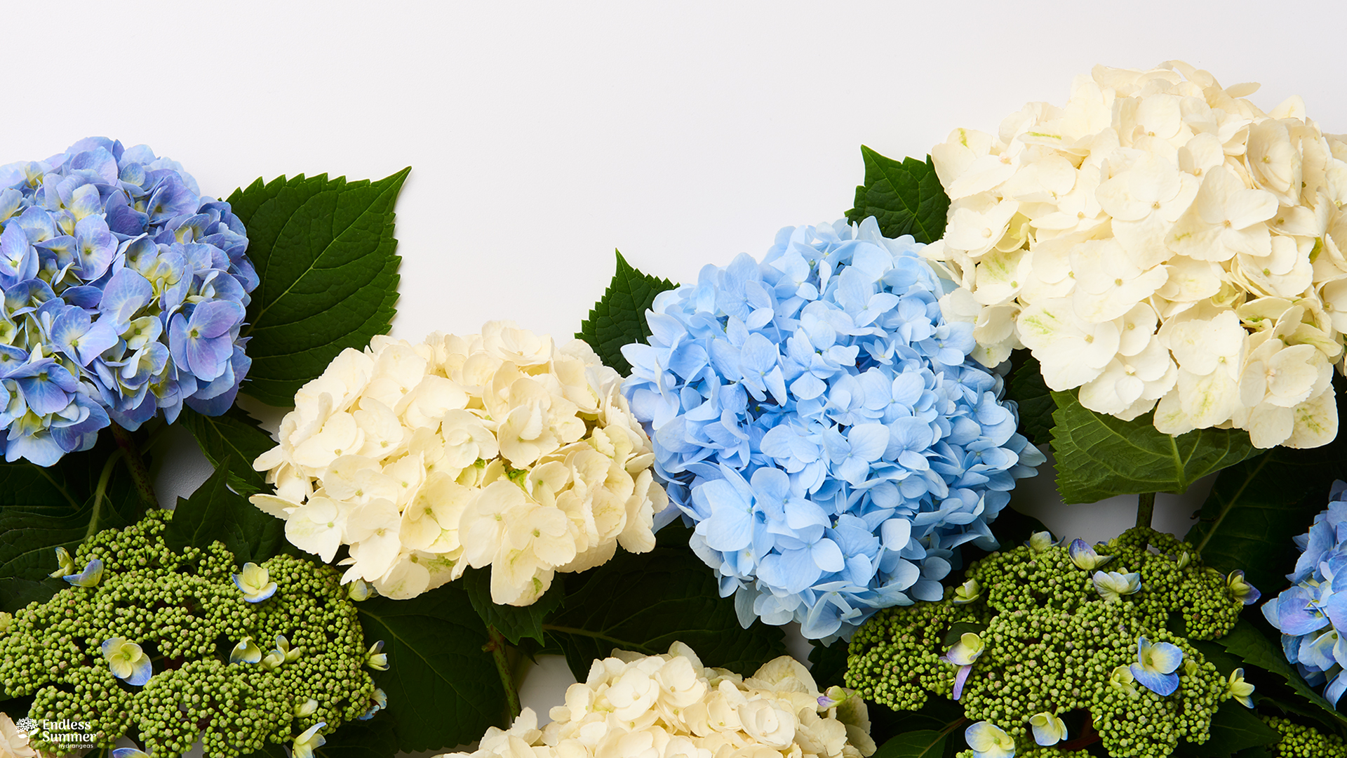 Hydrangea - HD Wallpaper 